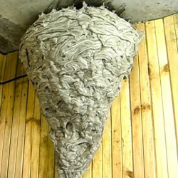 Уничтожение ос и ульев