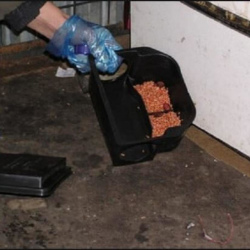 Дератизация крыс