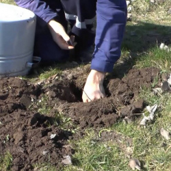 Обработка от кротов