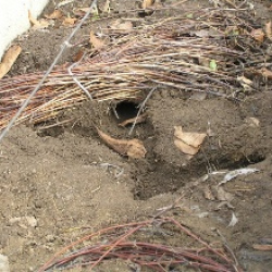 Уничтожение кротов на участке